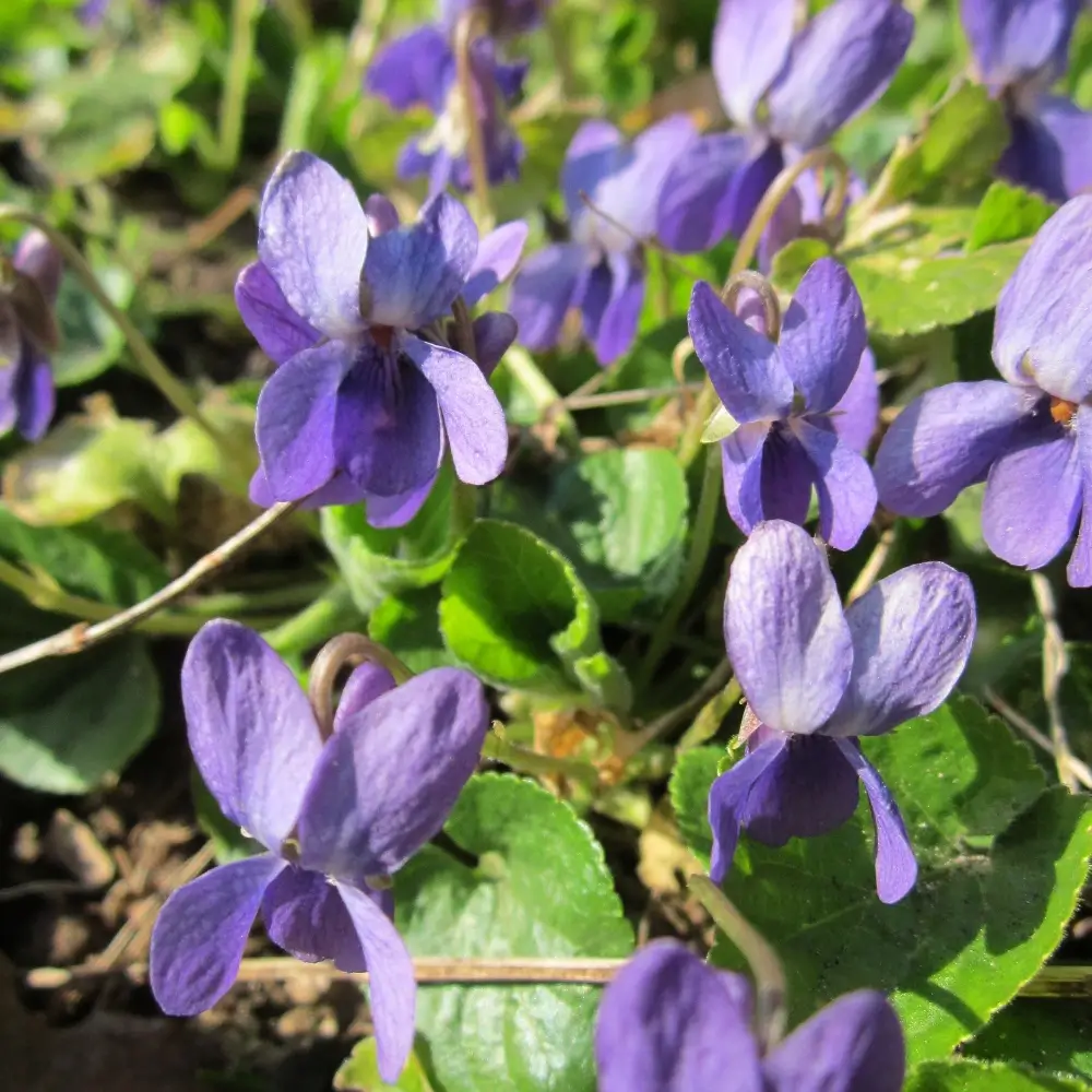Viola odorata 'Queen Charlotte'