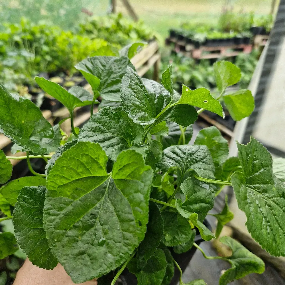 Viola odorata 'Queen Charlotte', 1-litre container